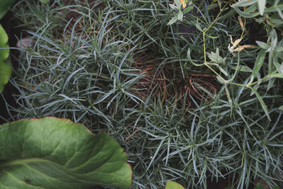 High angle view of fresh plants on field