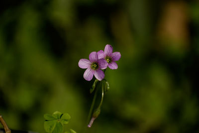 Two tiny wild flowers with green background.