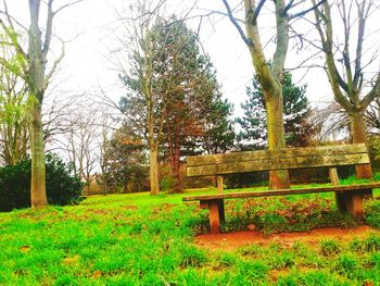 Trees in park