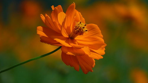 Close-up of orange flowering plant