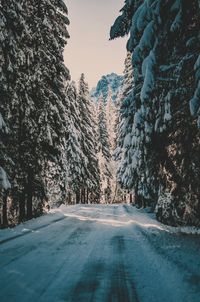 Road amidst trees against sky