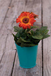 Close-up of flower pot on table