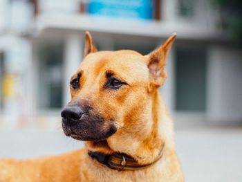 Close-up of dog