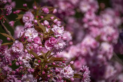 Close-up of pink cherry blossoms in spring