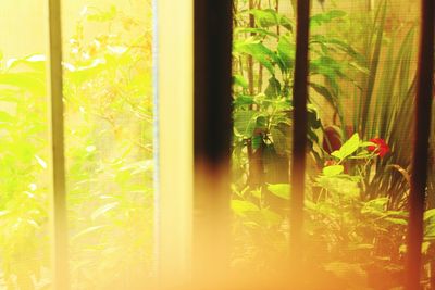 Close-up of flower plants seen through window
