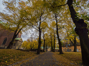 Trees in park during autumn