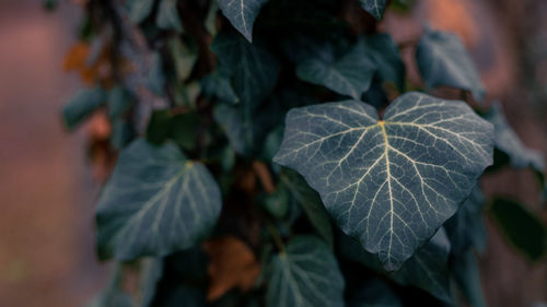 Close-up of ivy leaves dark colours