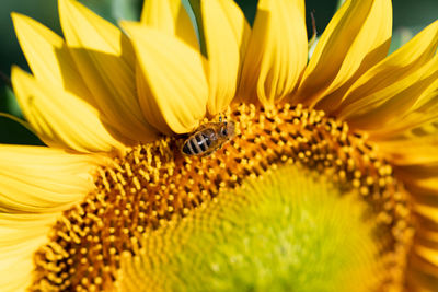 Close-up of honey bee on sunflower