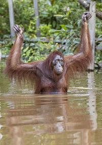 Monkeys in lake