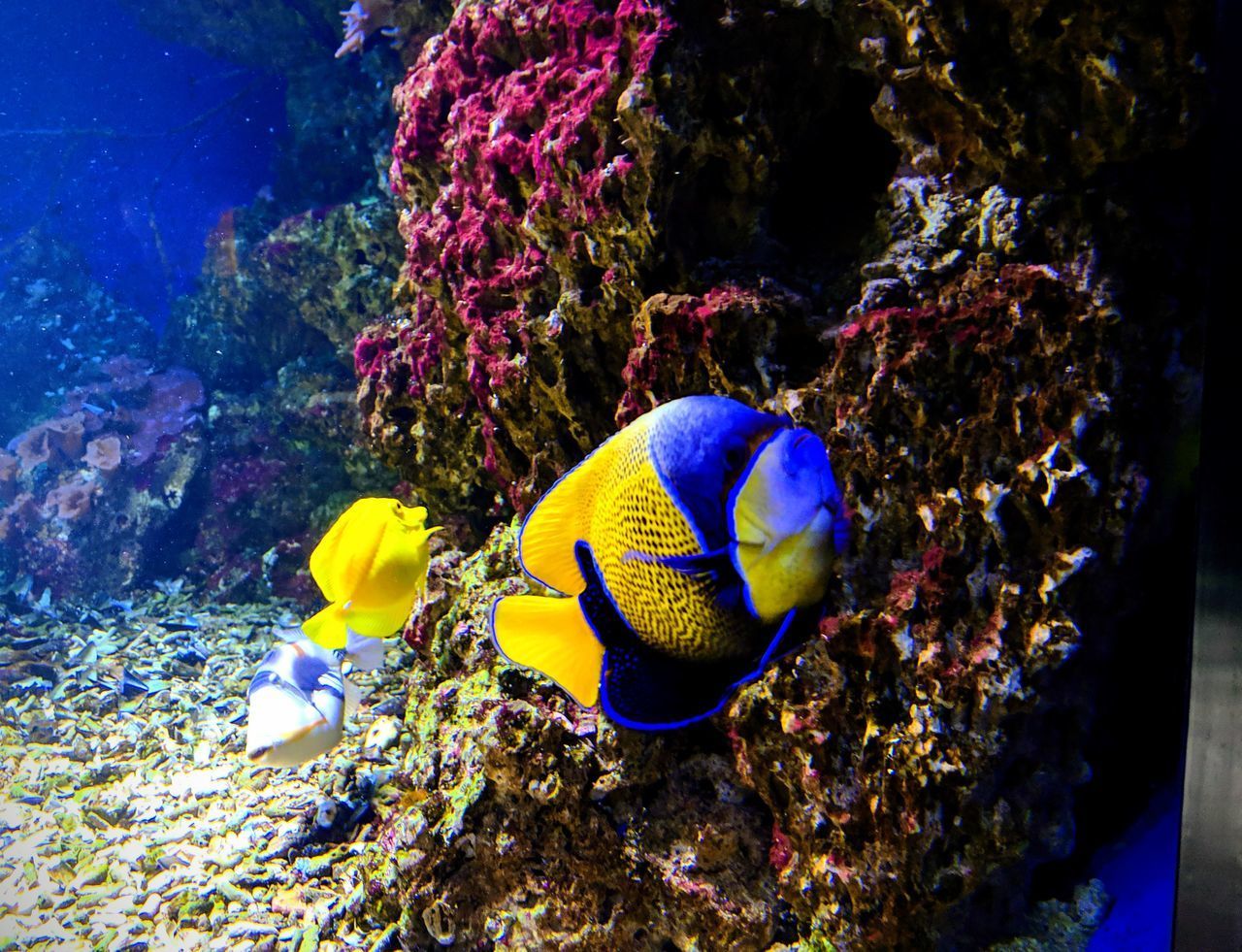 VIEW OF FISH UNDERWATER