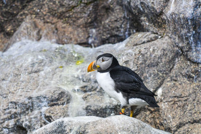 Close-up of bird perching on rock