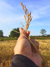 Cropped hand of woman holding plant