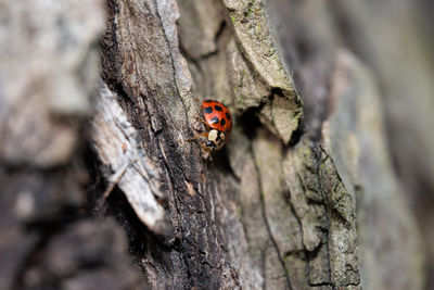 Close-up of ladybug on rock