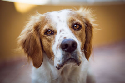 Close-up portrait of dog