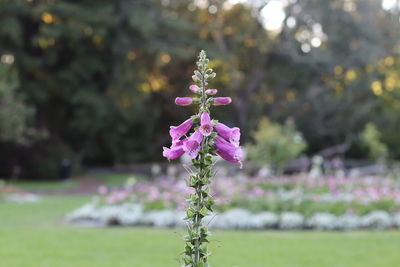 Close-up of pink flowering plant in park