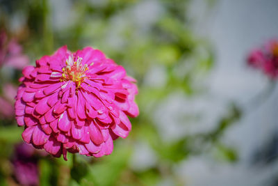 Close-up of pink flower