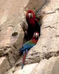 Closeup of two colorful scarlet macaw nesting in hole of rock face in cliff, bolivia.