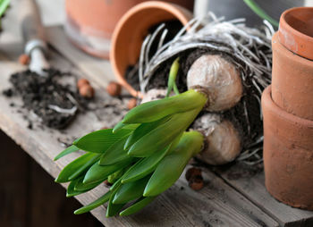 View on leaf of hyacinth with bulbs and roots for potted and terra cotta flowerpot on a wooden table