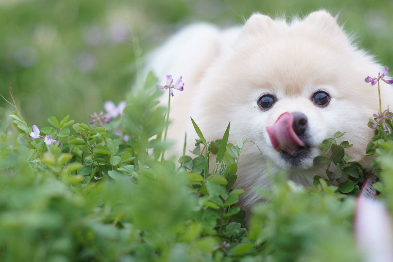 animal themes, one animal, domestic animals, pets, mammal, dog, plant, no people, close-up, growth, nature, outdoors, day, portrait, grass