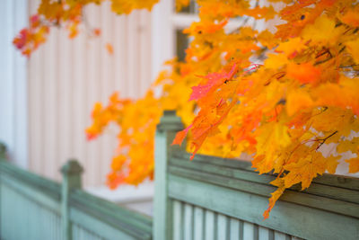 Maple leaves in front of a wooden house in autumn