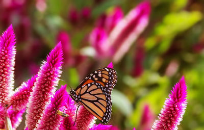 Close-up of butterfly pollinating on pink flower