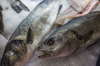 Close-up of fish for sale in market