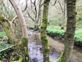 Reflection of trees in water