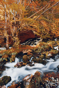 View of waterfall in forest during autumn
