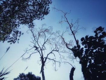 Low angle view of silhouette trees against sky