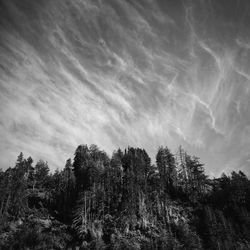 Low angle view of trees against sky