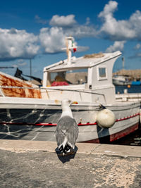 High angle view of a bird