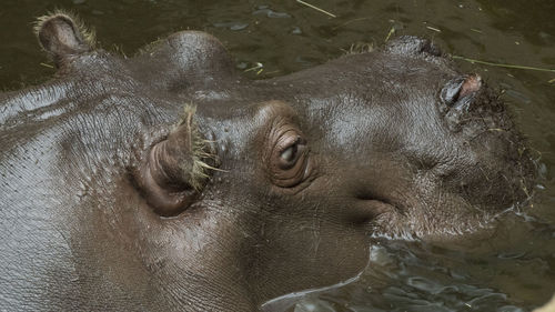 Close-up of hippopotamus swimming in lake