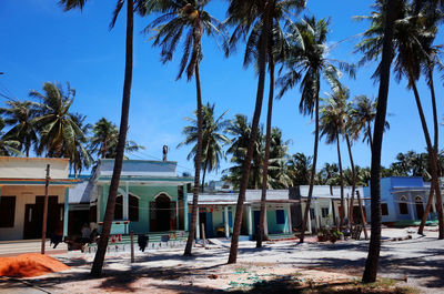 Palm trees and houses against blue sky