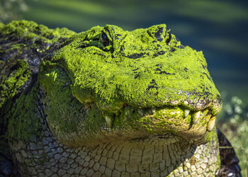 Close-up of american alligator