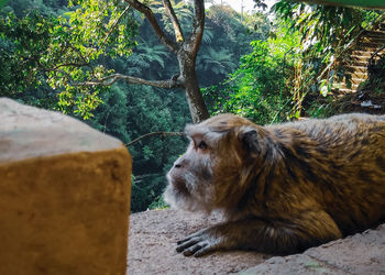 View of a dog resting