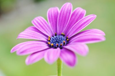 Close-up of pink flower in bloom