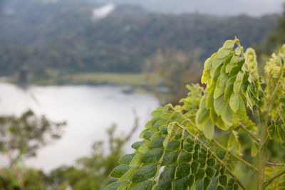 Close-up of plant