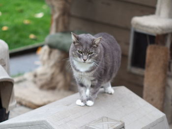 Portrait of cat looking at camera on table