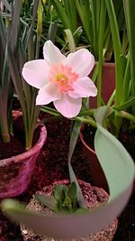 Close-up of pink flower pot