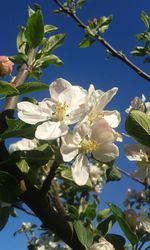 Low angle view of white flowers blooming on tree