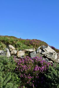 Flowering plants by rocks against clear blue sky