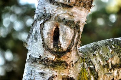 Close-up of tree stump