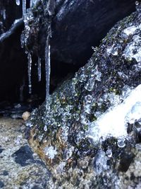 Close-up of icicles on rock