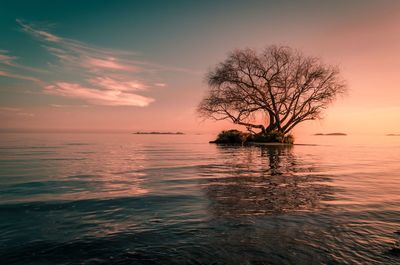 Silhouette tree by sea against sky during sunset