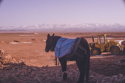 Moroccan wilderness landscape and donkey in the todra valley near tinghir