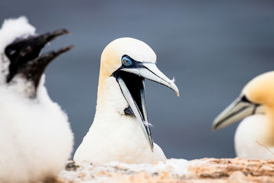 Close-up of bird