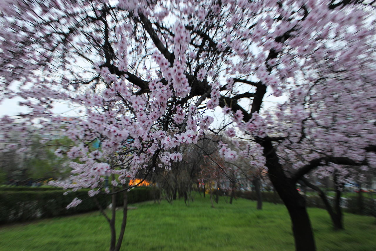 CLOSE-UP OF PINK CHERRY BLOSSOMS IN PARK