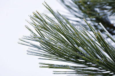 Close-up of icicles on pine tree against snow