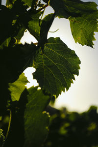 Close-up of leaves against blurred background
