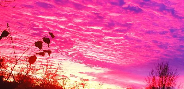 Low angle view of silhouette trees against sky during sunset